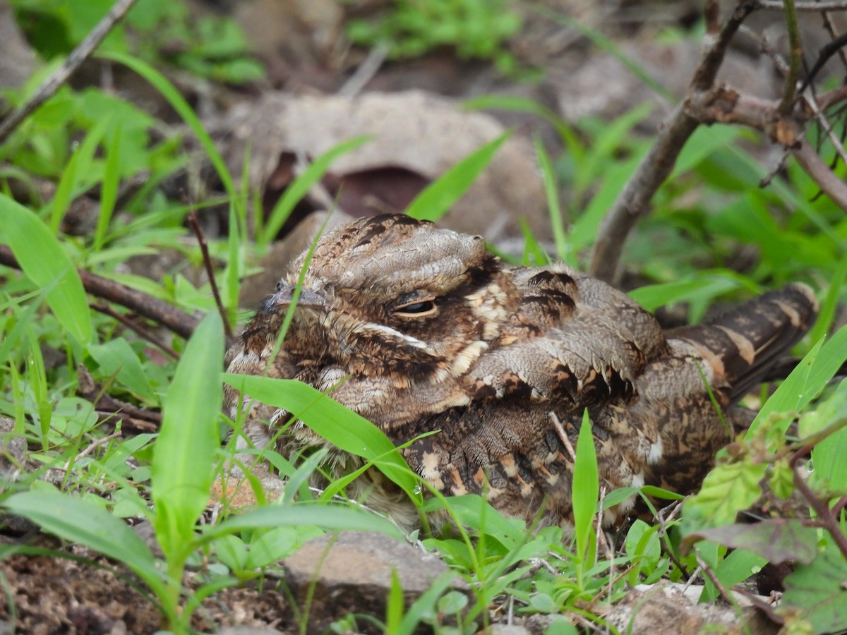 Indian Nightjar - ML599052801