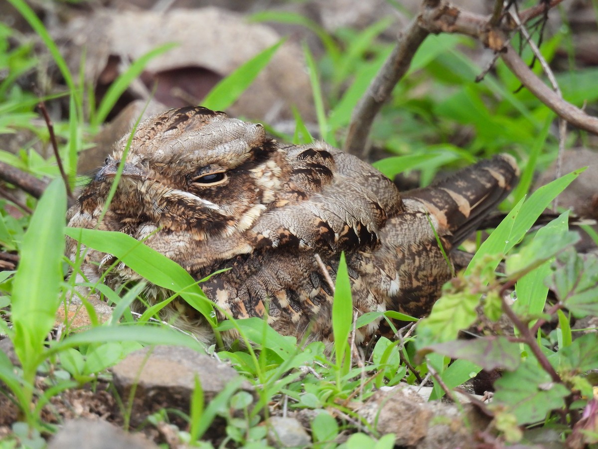 Indian Nightjar - ML599052831