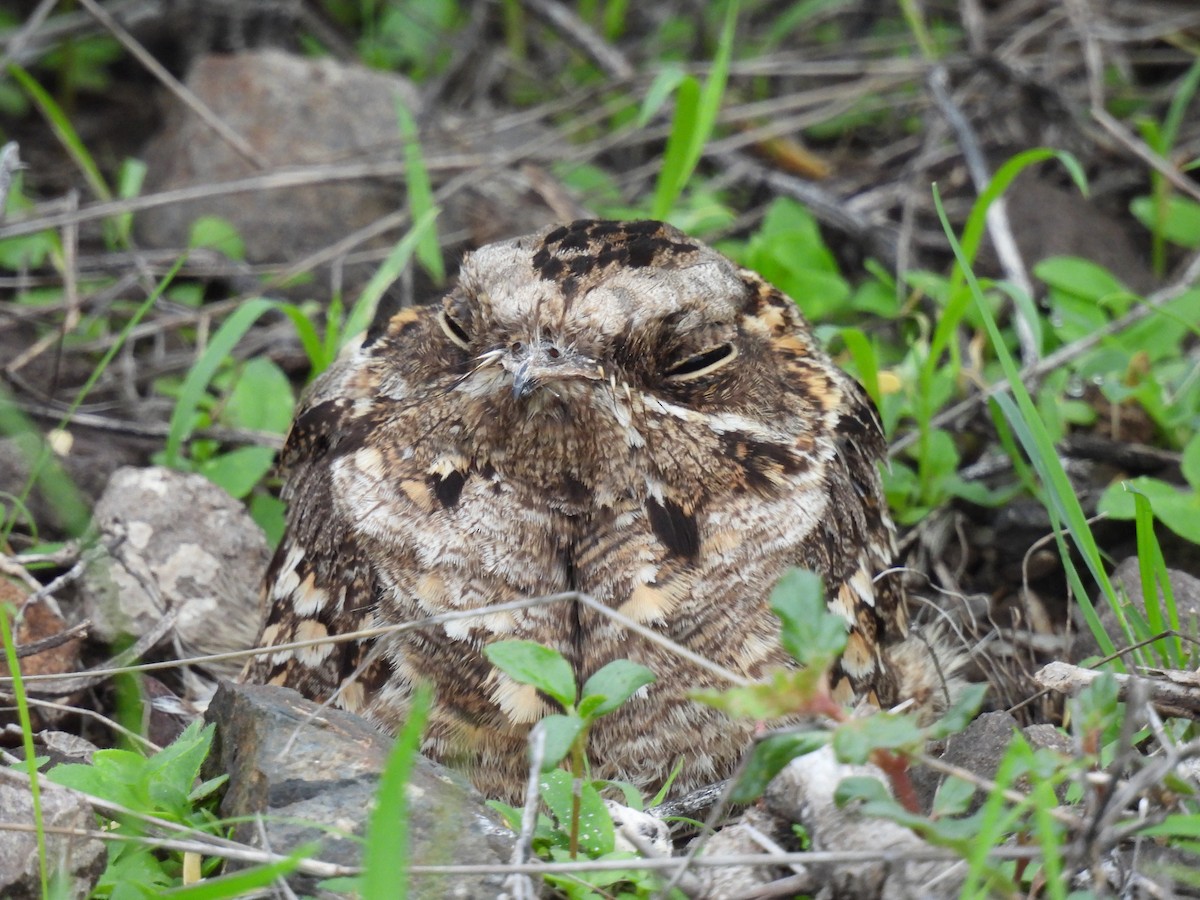 Indian Nightjar - ML599052841