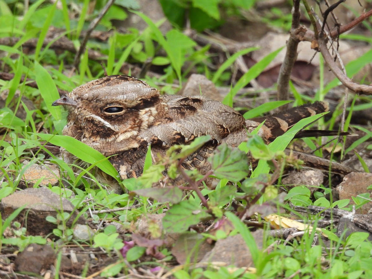 Indian Nightjar - ML599052851