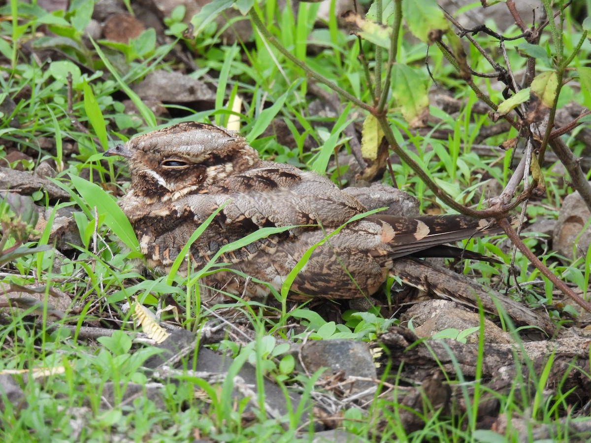 Indian Nightjar - ML599052871