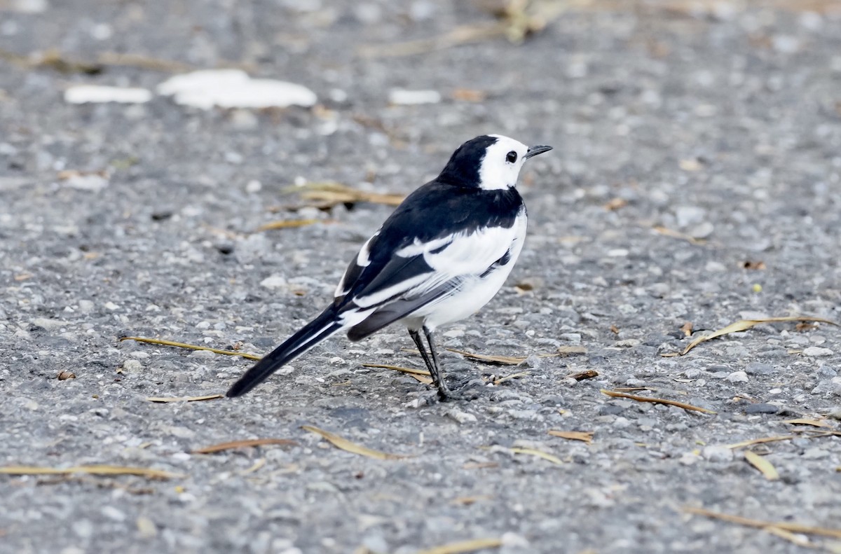 White Wagtail (Chinese) - 芳色 林
