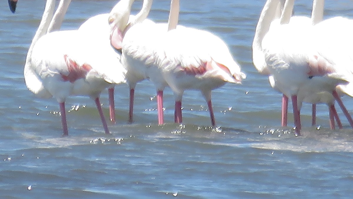 Greater Flamingo - ML599053981