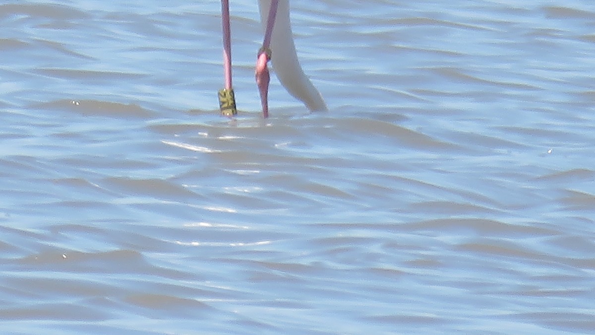 Greater Flamingo - ML599053991