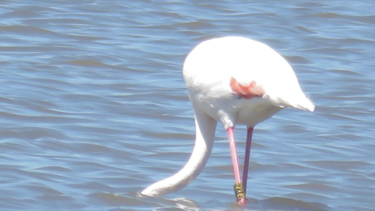 Greater Flamingo - ML599054001