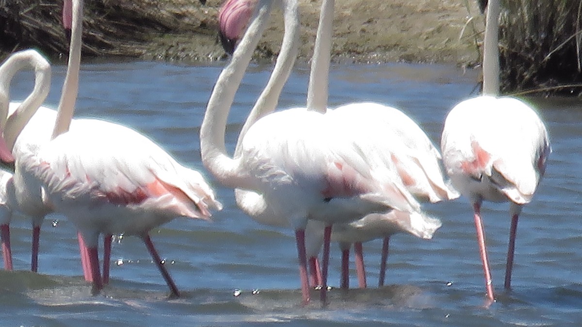 Greater Flamingo - ML599054011