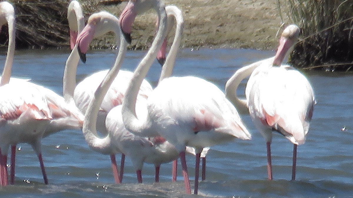 Greater Flamingo - Antonio Monteiro