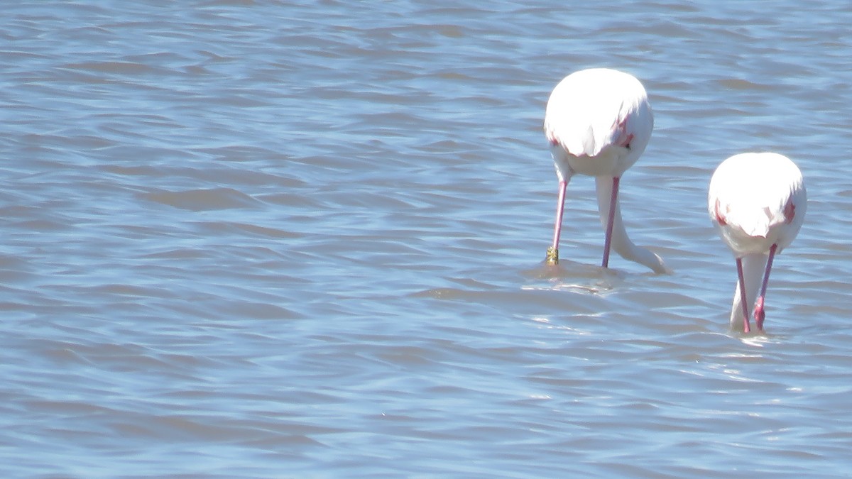 Greater Flamingo - ML599054051