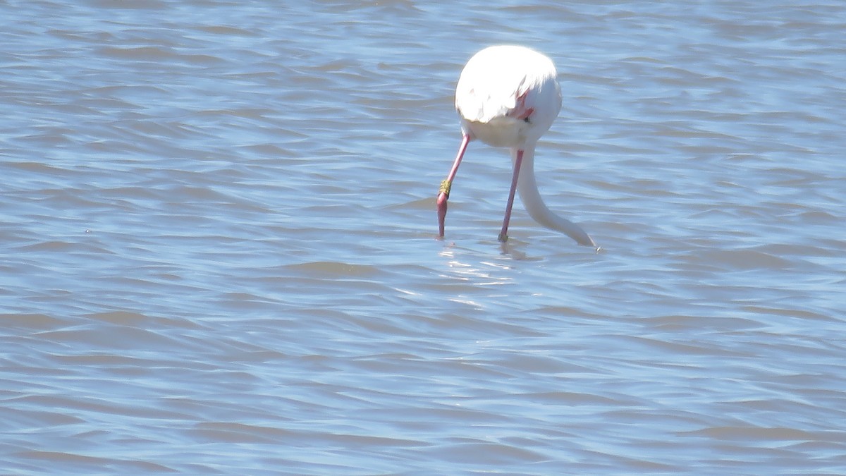 Greater Flamingo - Antonio Monteiro