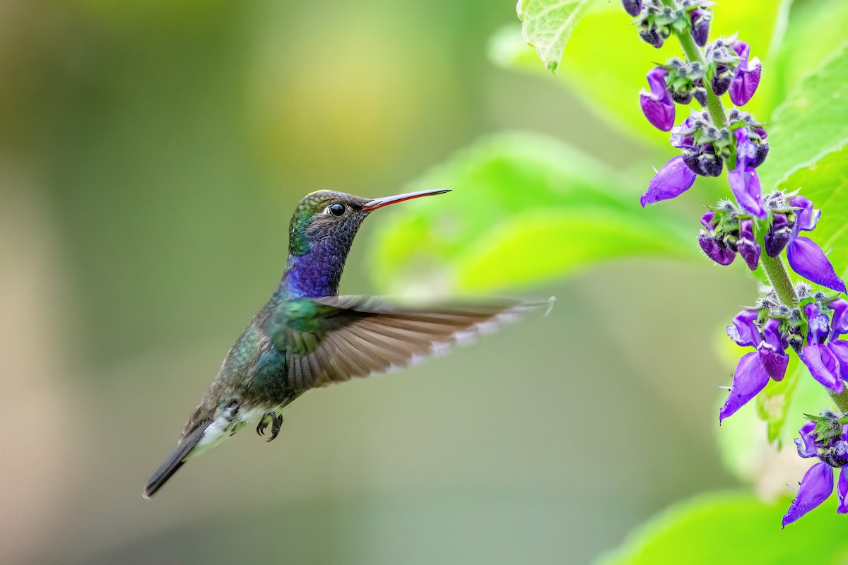 kolibřík safírový - ML599054261