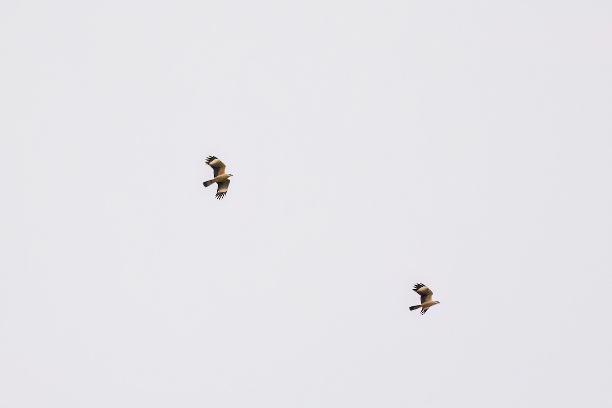 Yellow-headed Caracara - Marcos Eugênio Birding Guide