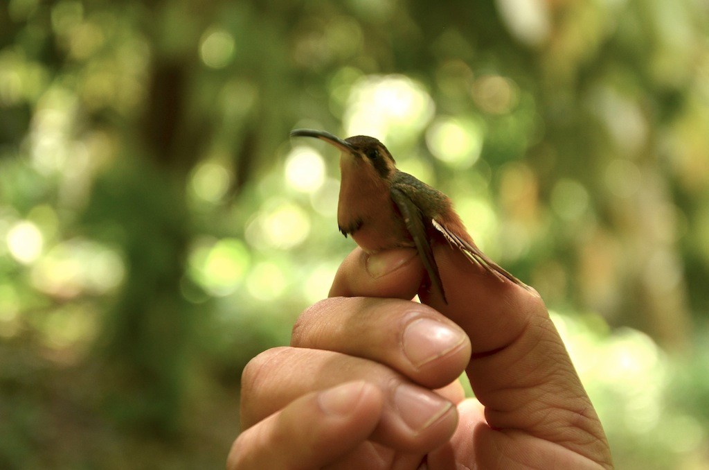 Reddish Hermit - ML599056011