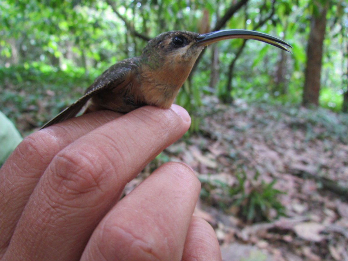 Rufous-breasted Hermit - ML599057101
