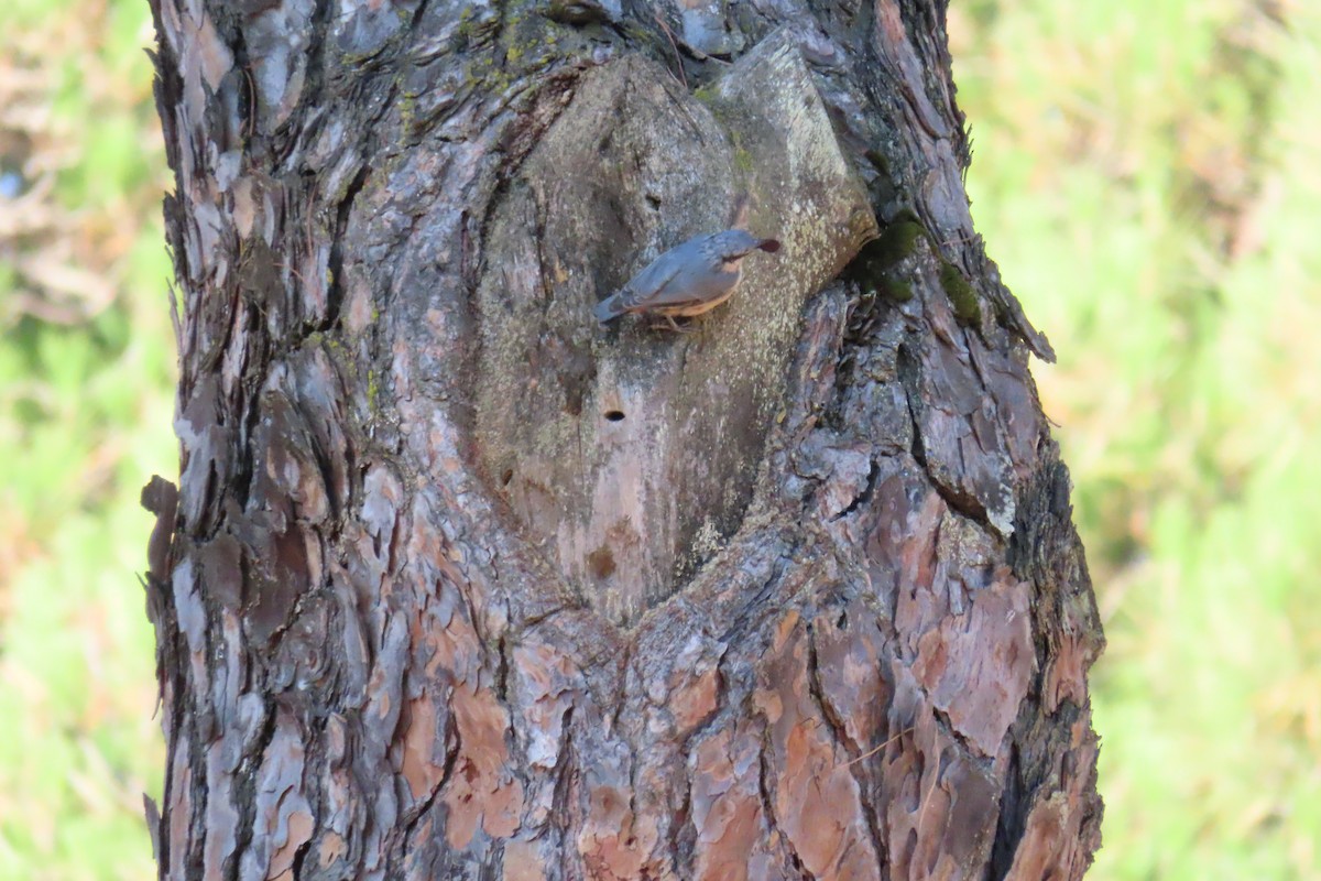 Eurasian Nuthatch - ML599058001