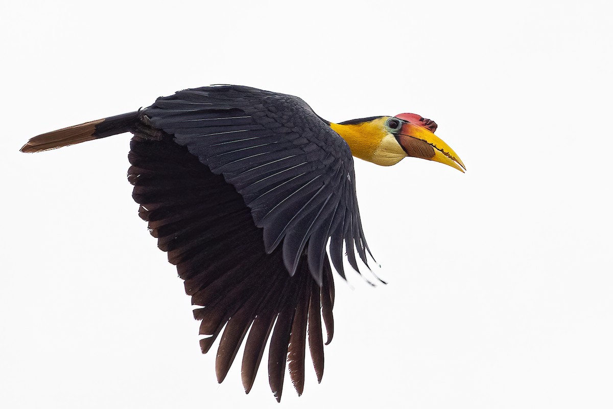 Wrinkled Hornbill - ML599058121