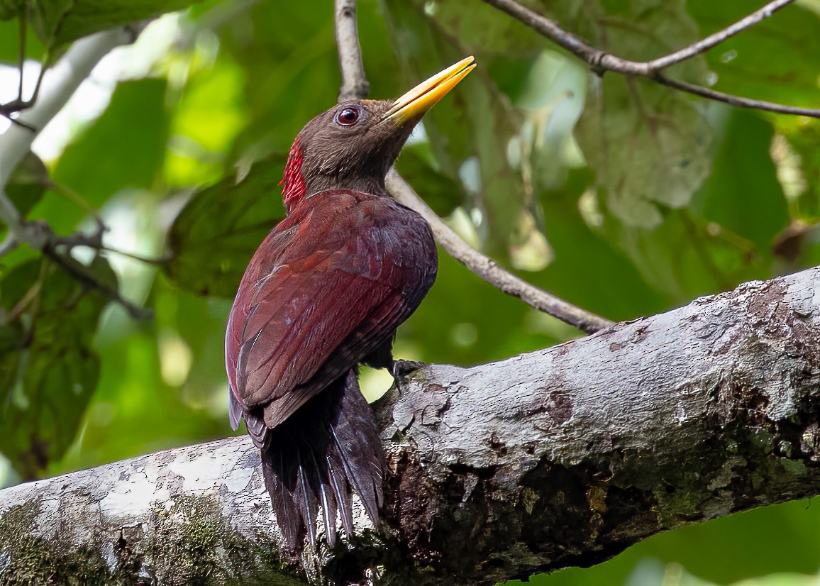 Maroon Woodpecker - ML599058251