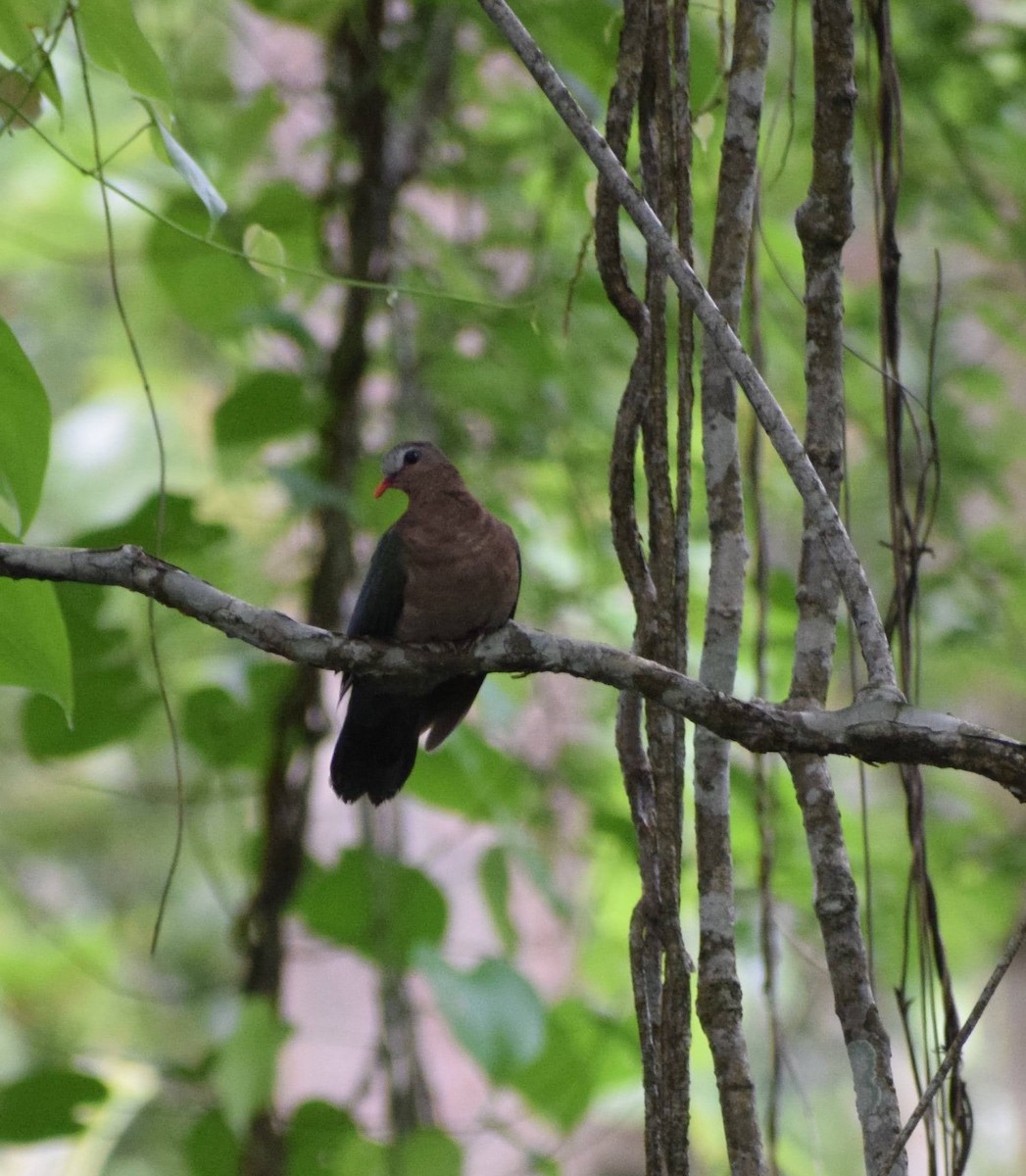 Asian Emerald Dove - ML599058491