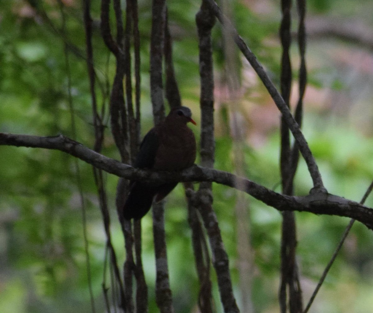 Asian Emerald Dove - ML599058501