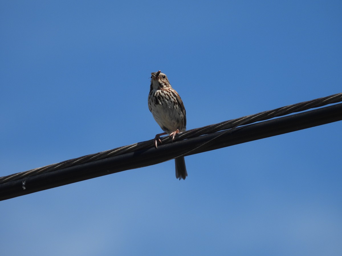 Song Sparrow - ML599058631