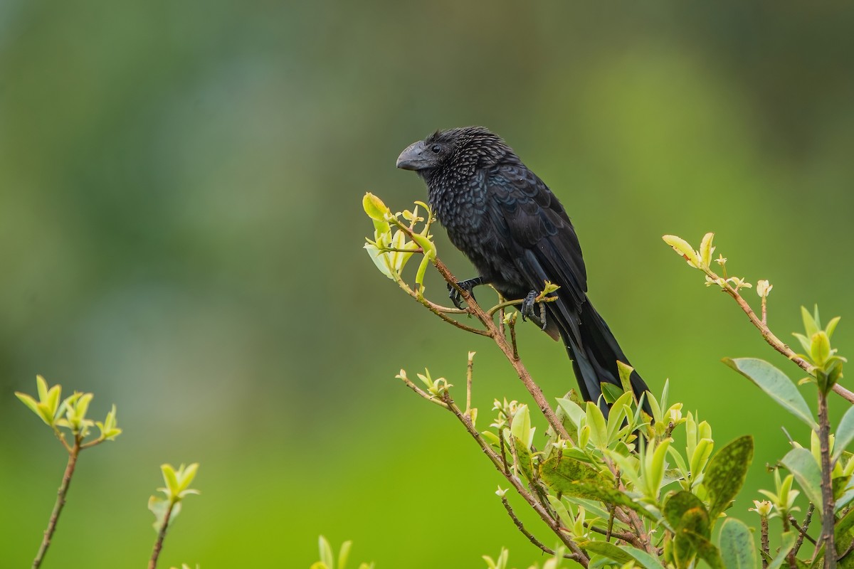 Smooth-billed Ani - ML599058881