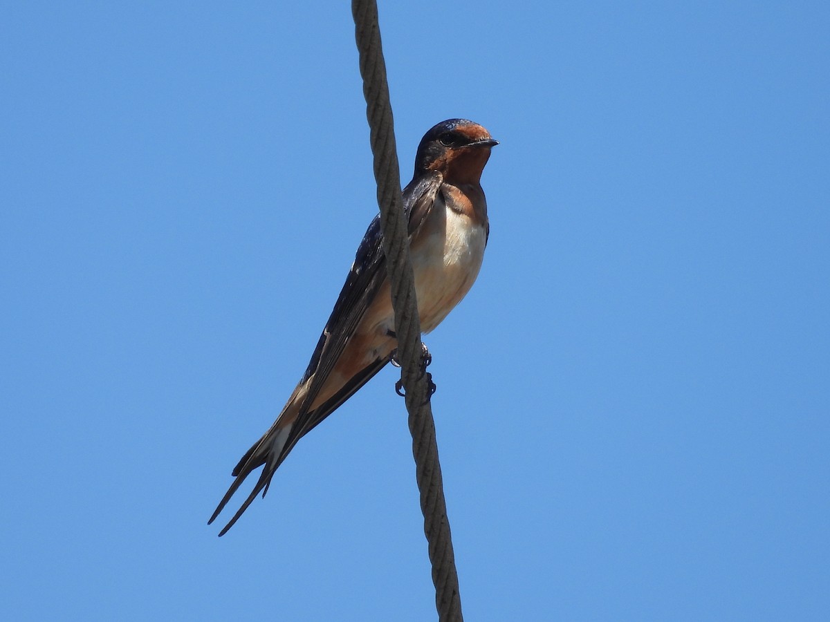 Barn Swallow - ML599058901