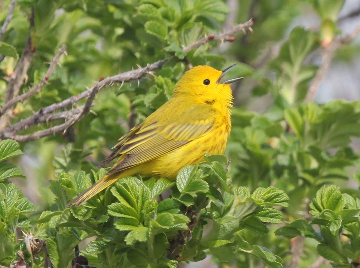 Paruline jaune - ML59905891