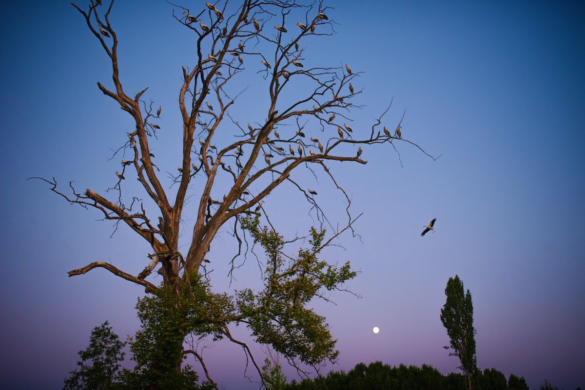 White Stork - ML599059151