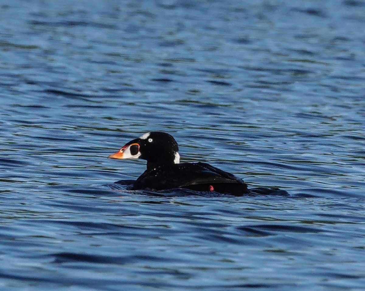 Surf Scoter - sheila goss