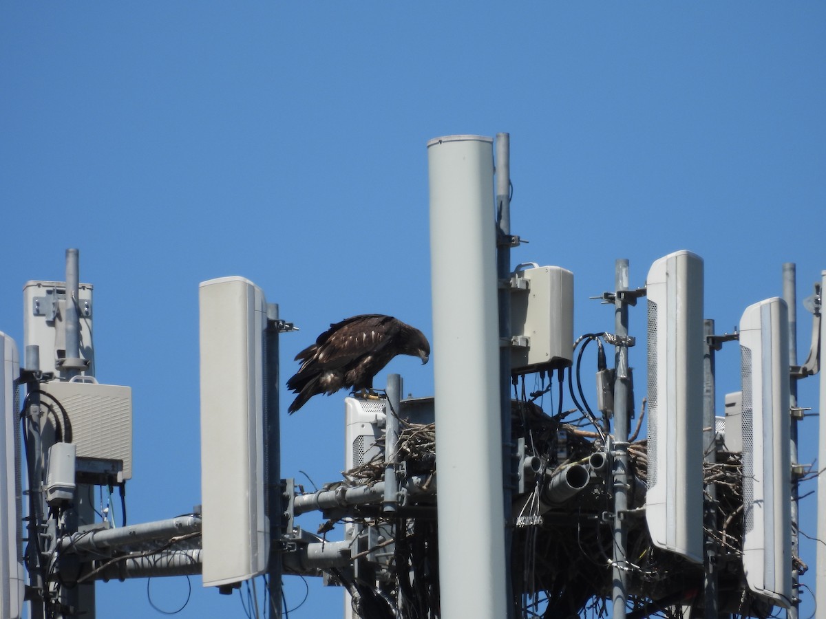 Bald Eagle - ML599059451