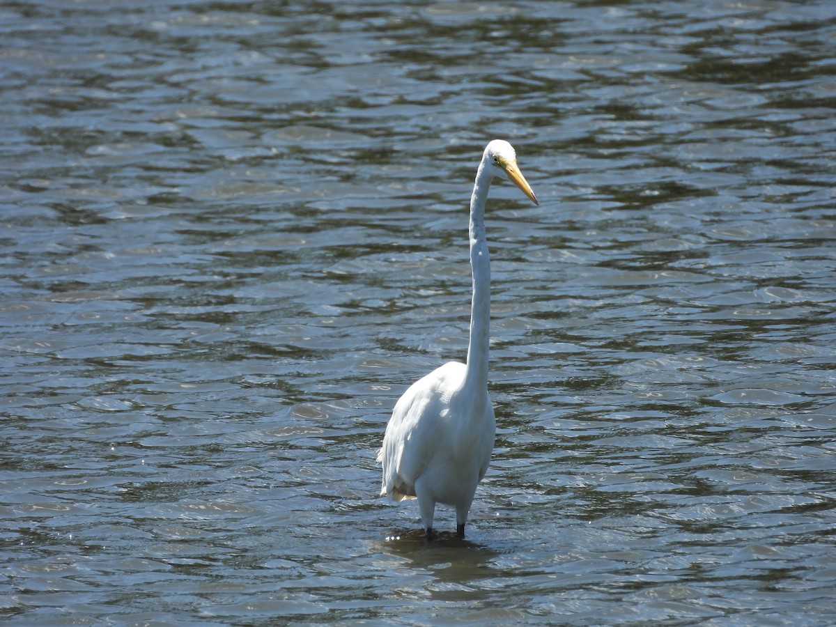 Great Egret - ML599059551