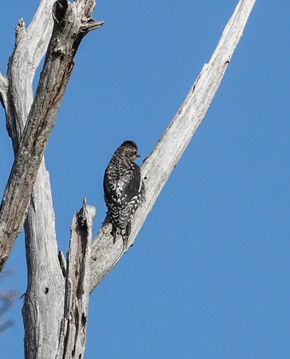 Yellow-bellied Sapsucker - sheila goss