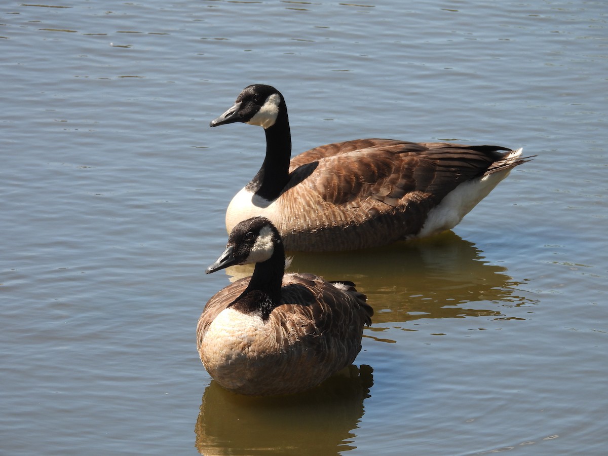 Canada Goose - ML599059591