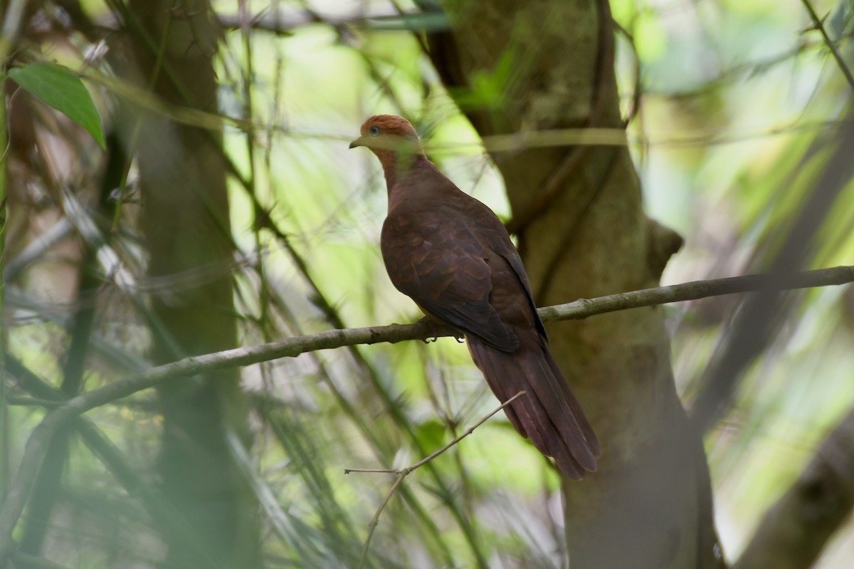 Little Cuckoo-Dove - Teeranan Tinpook