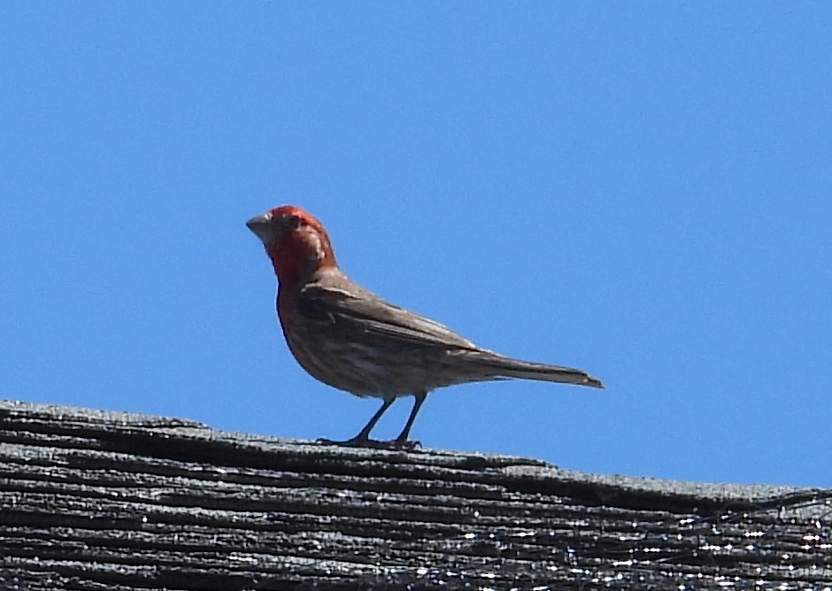 House Finch - ML599060281