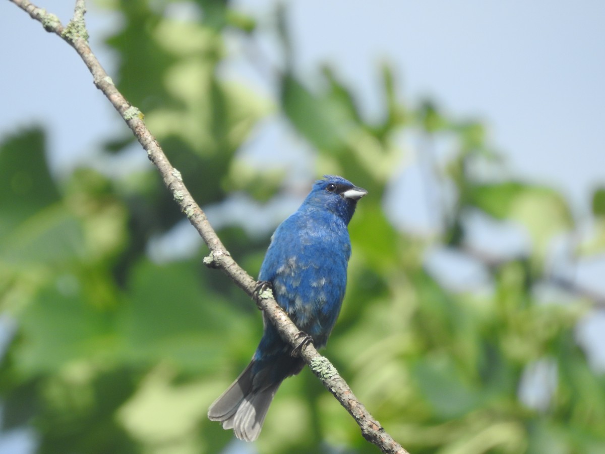 Indigo Bunting - ML599060701