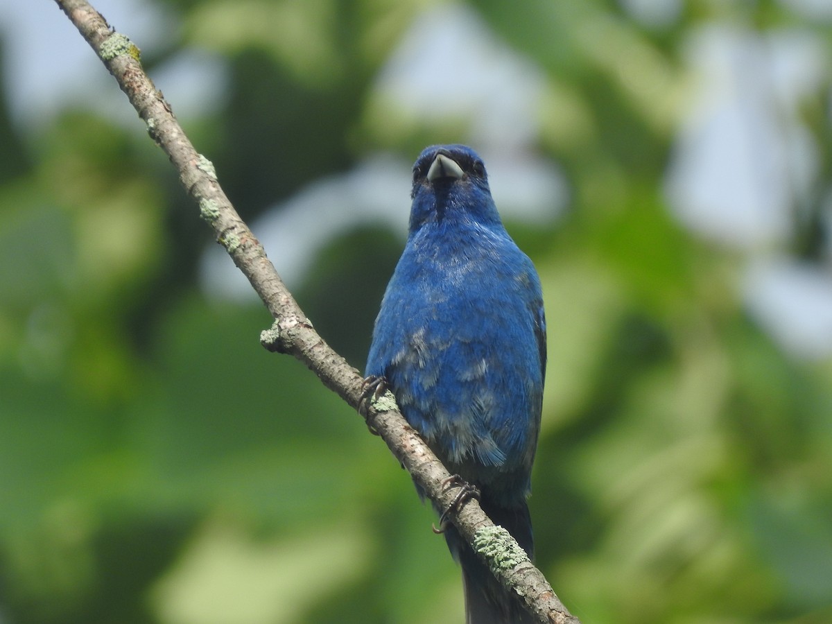 Indigo Bunting - Charlie Likely