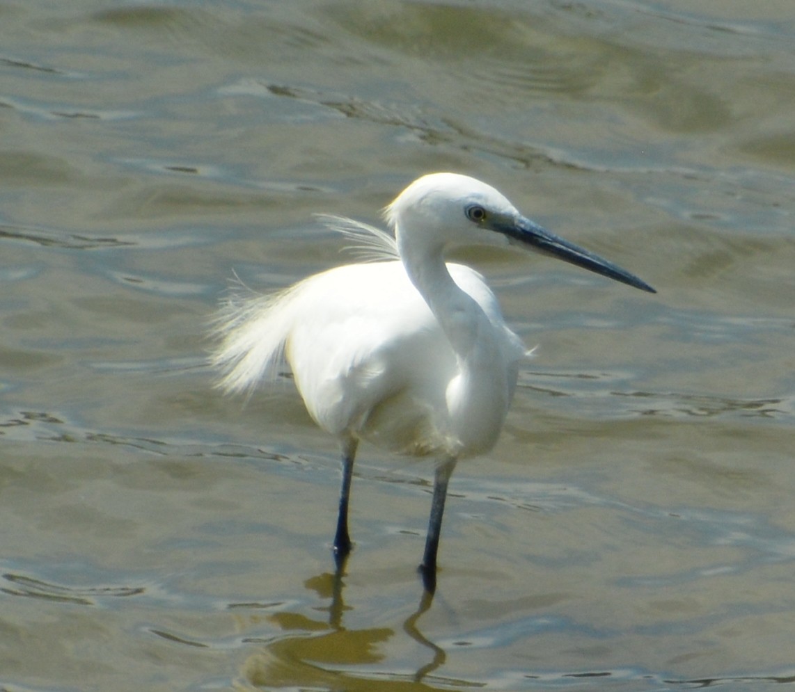 Little Egret - ML599060811