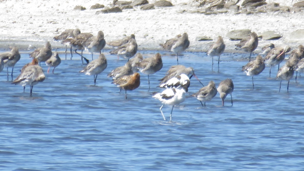 Black-tailed Godwit - ML599060851