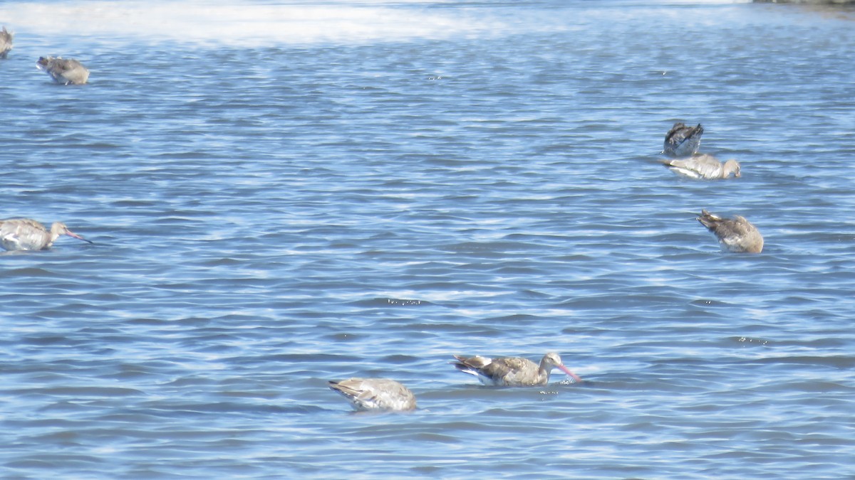 Black-tailed Godwit - ML599060861