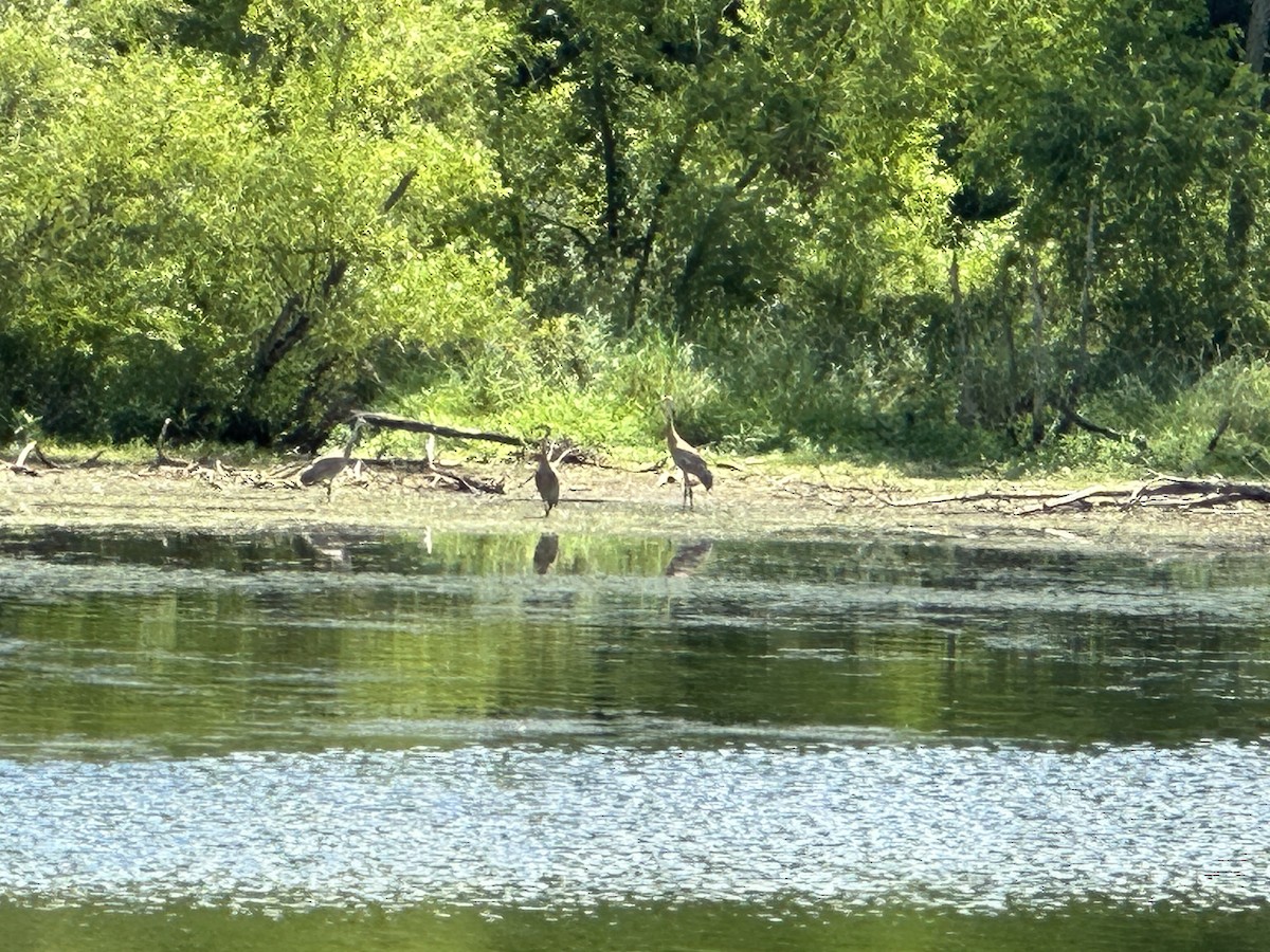 Sandhill Crane - ML599061781