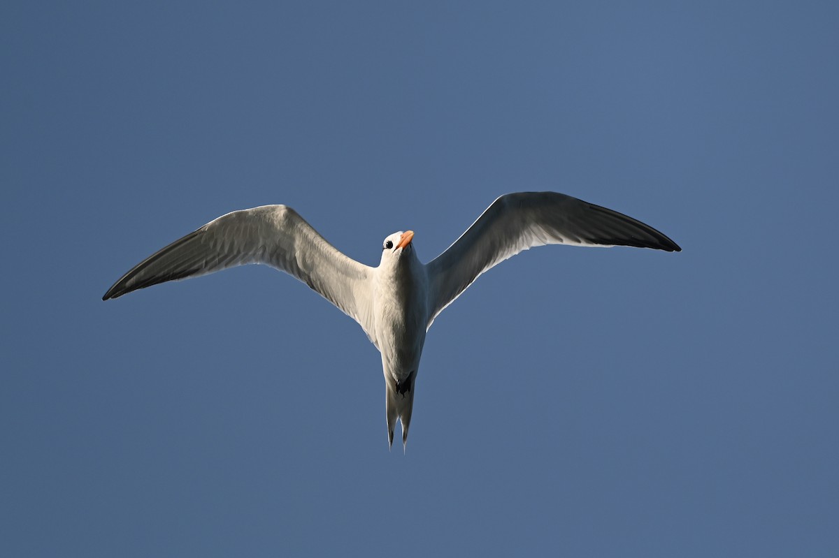 Royal Tern - Dan O'Brien
