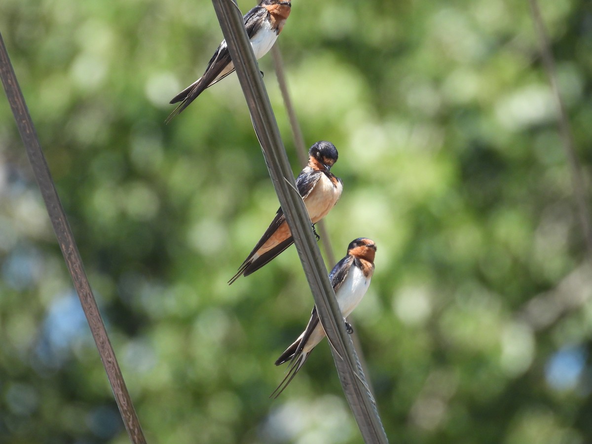 Barn Swallow - ML599062141