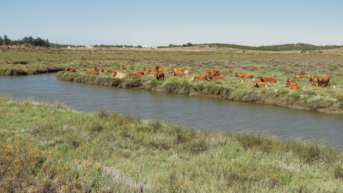 Western Cattle Egret - ML599062221