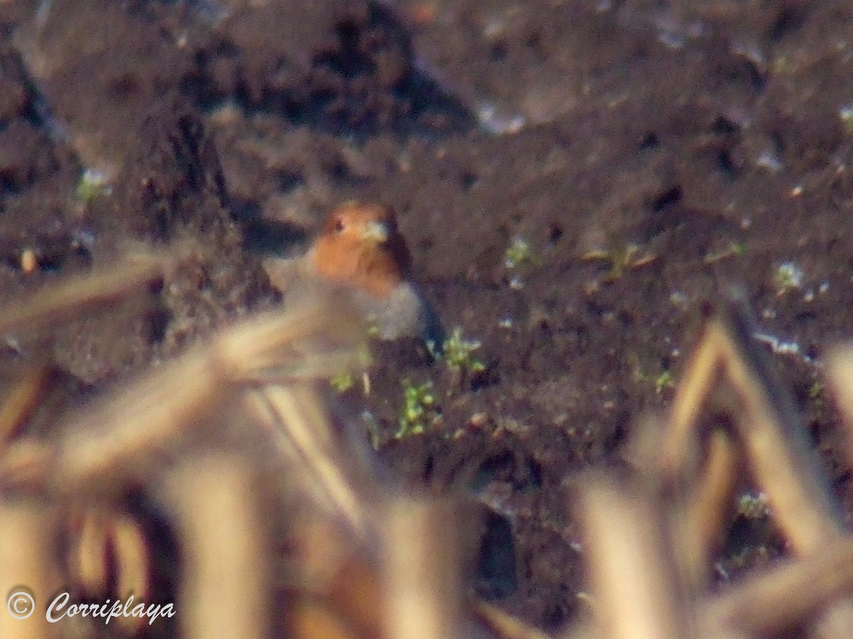 Gray Partridge - ML599063921