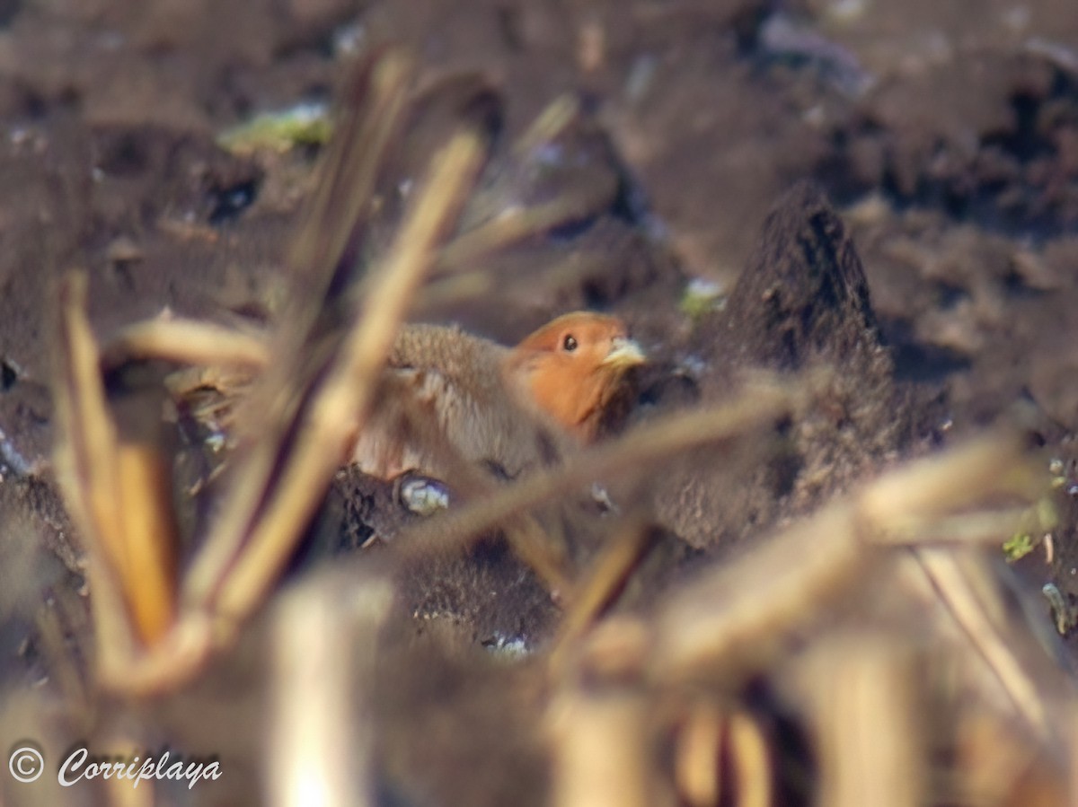 Gray Partridge - ML599063931