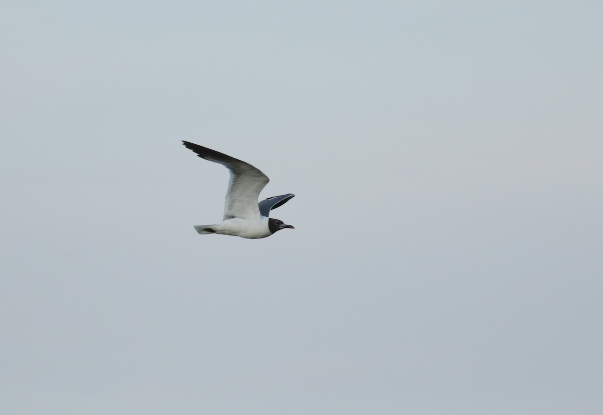 Laughing Gull - ML599063941