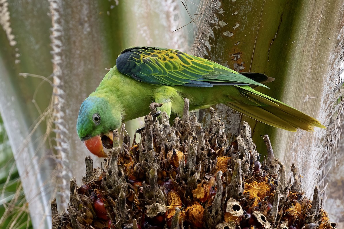 Blue-naped Parrot - ML599064581