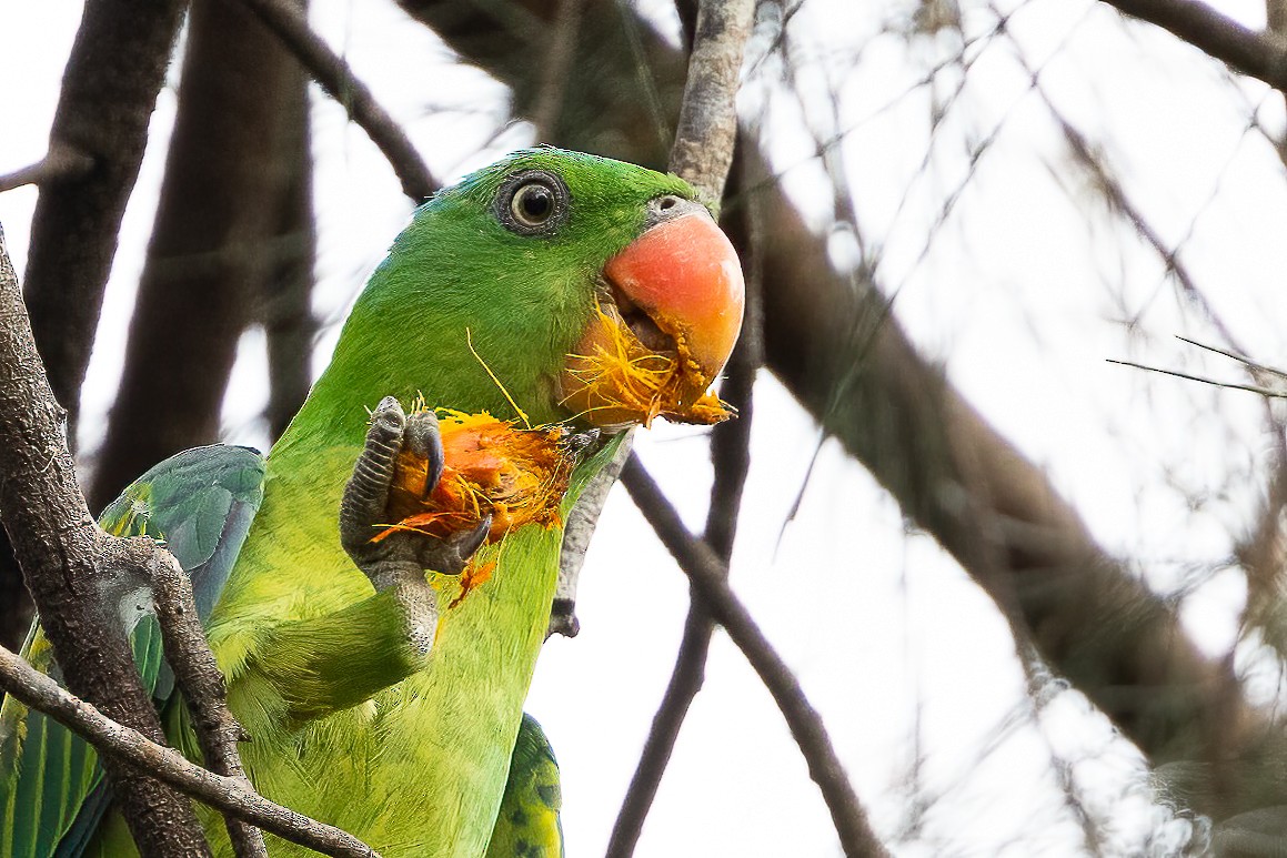 Blue-naped Parrot - ML599064591