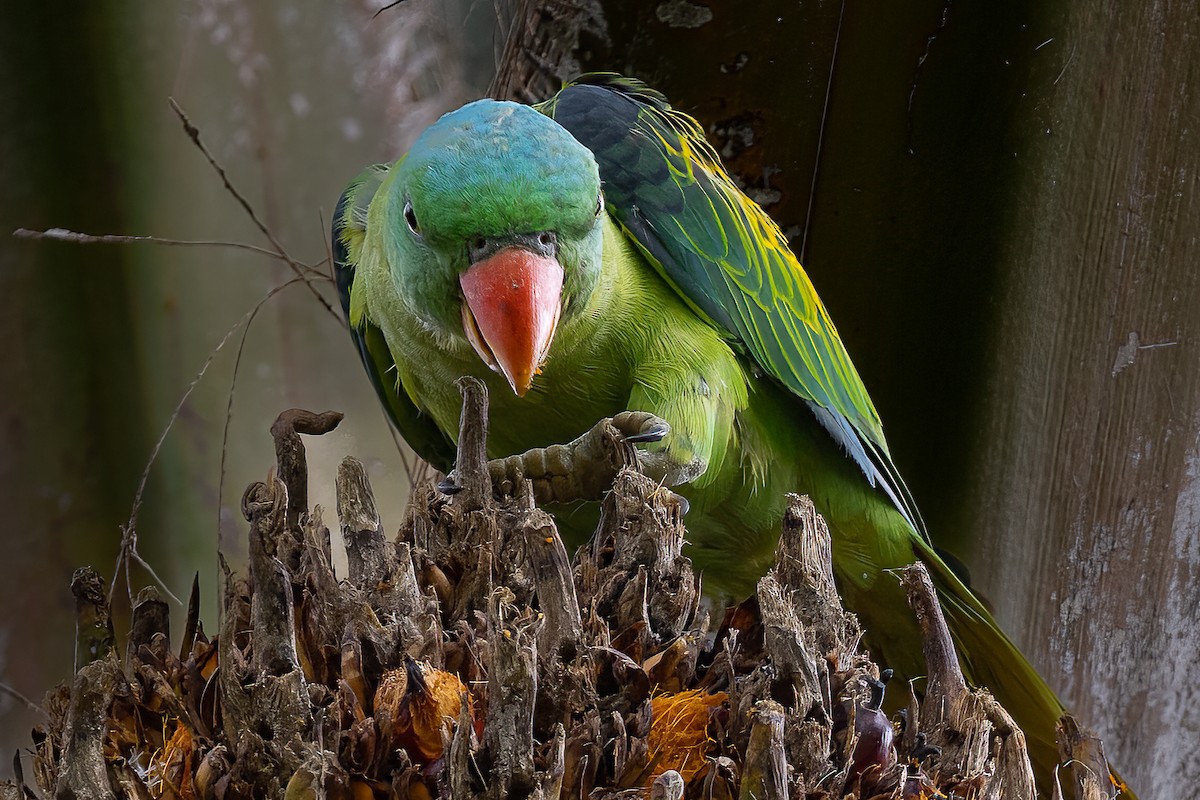 Blue-naped Parrot - ML599064601