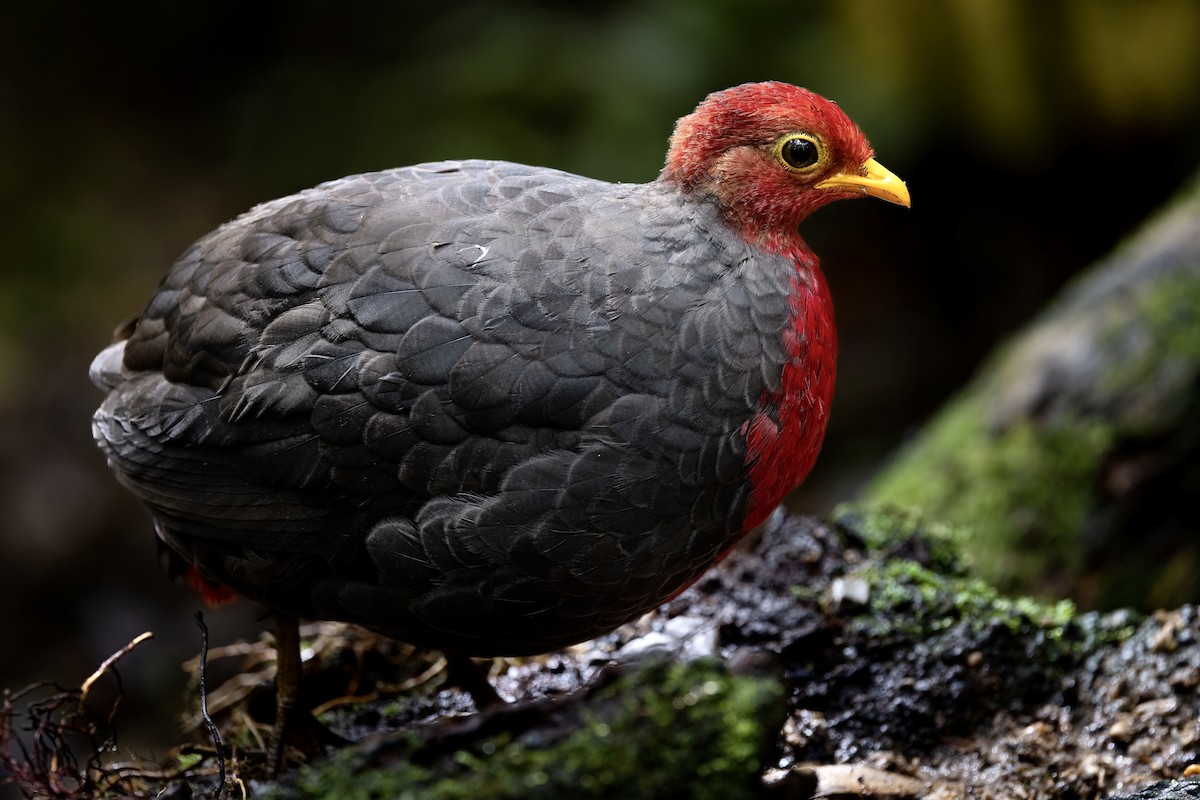Crimson-headed Partridge - ML599064751